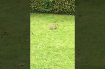 Cute bunny having fun