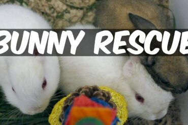 RESCUE: Baby Bunnies With NO EARS!