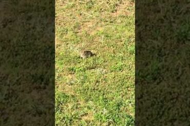 Cute bunny