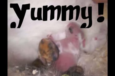RABBITS - How new born rabbits are fed. What do they need?