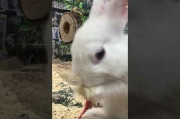 Cute Bunny