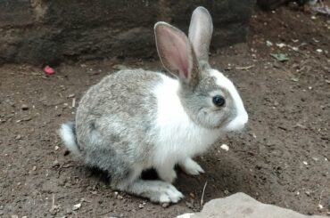 Cute bunny