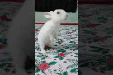 Cutest animal..  Cutest baby rabbit