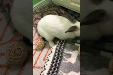 Cute bunny