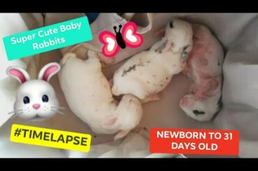 The Cutest Baby Bunnies Newborn to 31 Days!
