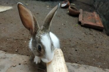Cute bunny eating