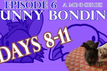 How to Bond Bunnies Episode 6! {a bunny mini-series} Successfully Bonding Rabbits for the First Time