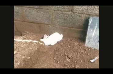 Cute Rabbit makes a hole