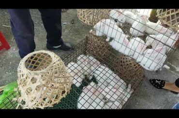The beautiful baby rabbits are sold at the animal market