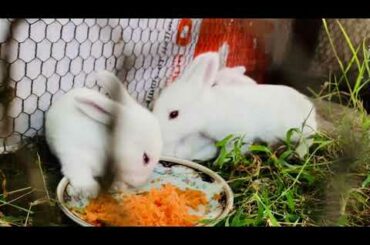 Baby Bunnies Eating Carrot