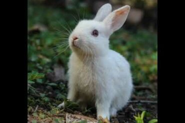 Cute Rabbit