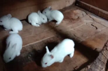 How cute the baby rabbits!