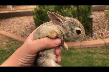 Cute little bunny