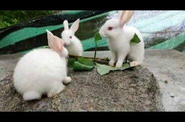 Cute|rabbit |baby|feeding||___😘😘😘😘
