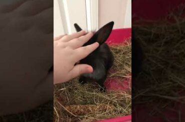 Cute rabbit