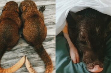 Animals Soo Cute | Cute Baby Animals Videos Compilation | Cutest Movement Of The Animals - Cute TV !