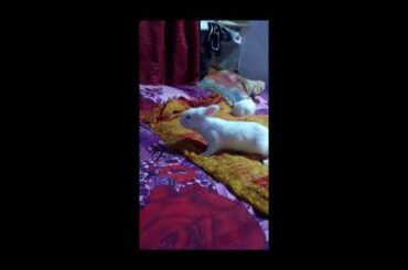 Cute & lovely bunnies playing