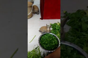 Baby rabbit and  mother eating food