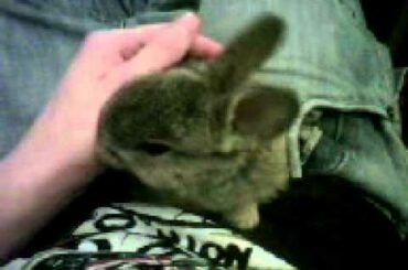 My Baby Rabbit
