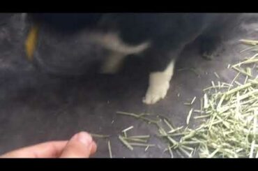 Annoying My Rabbit