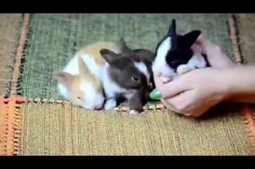 Filhotes de Mini Coelhos - Cute Bunny
