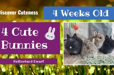 DISCOVER CUTENESS - Cute Netherland Dwarf Babies @ 4 weeks old