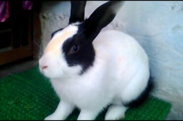 My cute rabbit | Running at my home | mr rabbit
