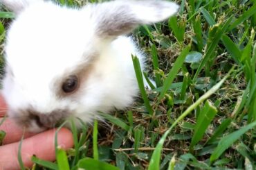 Baby bunny cuteness attack!
