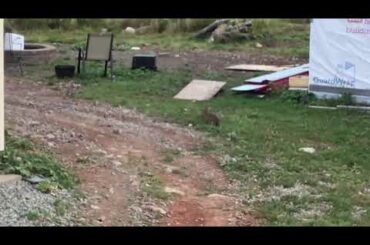 Cute bunny vid guys❤️