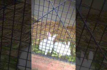 Animal videos | rabbits | Rabbit videos | cute animals