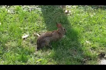 Baby bunny eating grass (So Cute!!!🐇🐇🐇)