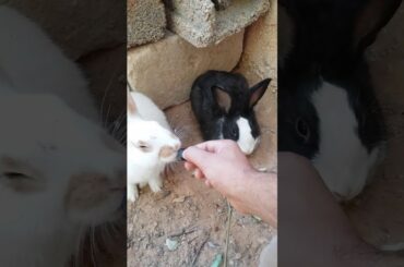 Cute bunny LOVES grapes