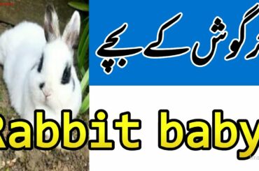 baby bunnies/rabbit baby/خرگوش  کے بچے