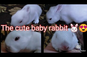 cute baby rabbit