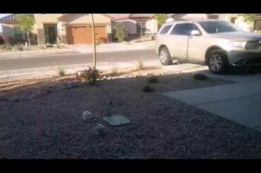 Cute bunny just outside my house!