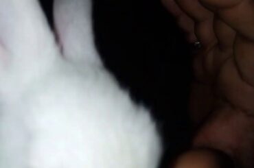 Cute baby rabbit..  She loves my finger