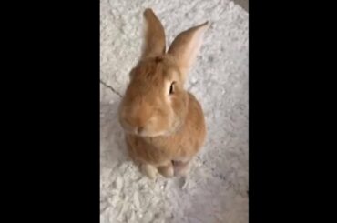 Preparing A Delicious Smoothie For The Cutest Bunny