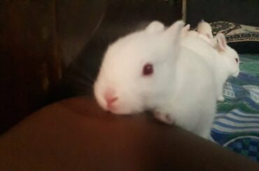 BABY BUNNIES  are toooo cute to handle😚😚👆