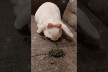 Cute bunny eats kale
