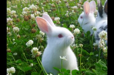 2013 3 31 Garden Diary Update Happy Easter  baby bunny rabbits planting strawberries