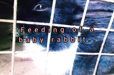 Rabbit feeding