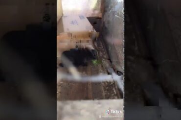 Cute bunny