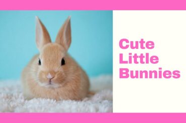 Cute Little Bunnies - Adorable Animals