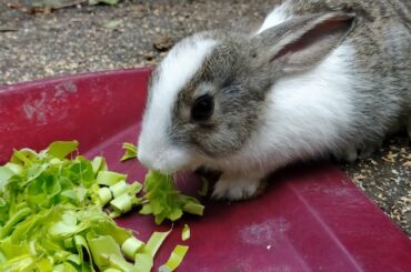 Cute bunny | Cute bunny eating