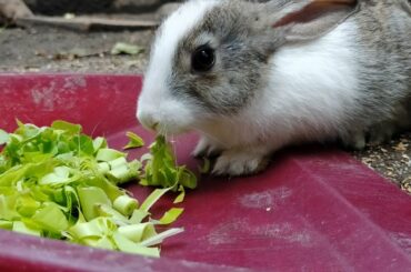 Cute Bunny eating | Hungry Cute Bunny
