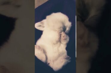 The cutest baby bunny ever....happiness is a fluffy bunny..😊😍😘