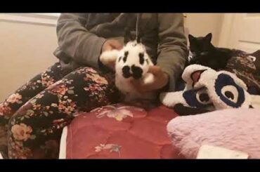 Cute baby rabbit dances