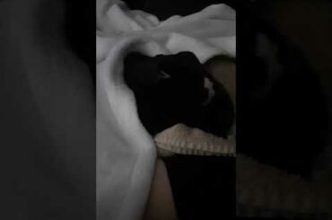 Cute Bunny falls asleep and has a dream