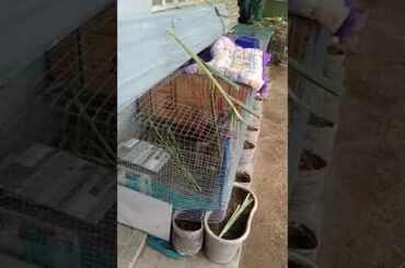 Cute Rabbit Jumps Out of Cage