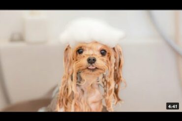 Lop eared Rabbit? (Yorkshire terrier grooming) _ Cute Baby Zoo